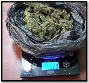 Marijuana found