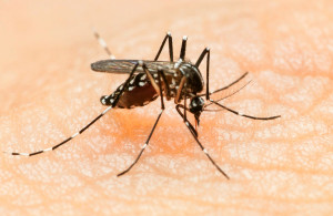 Zika virus is spread by the Aedes aegypti mosquito