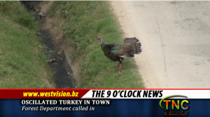 Oscillated turkey in town