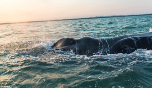Humpback Whale (Oceana-Belize photo)