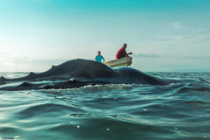 Humpback Whale dies (Oceana-Belize photo)