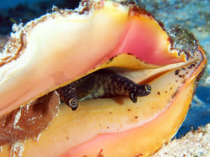 Queen Conch