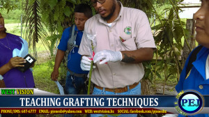 Grafting training 