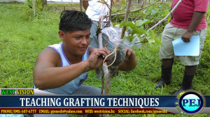 Learning about grafting