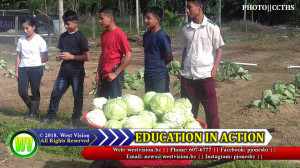 Cabbage production