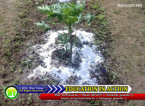 Papaya production