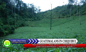 Corn field where Guatemalans were found