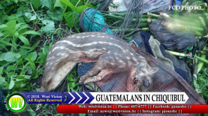 Gibnut caught in Chiquibul